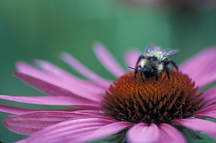 shallow focus photography of bumblebee on top of pink flower, echinacea HD wallpaper