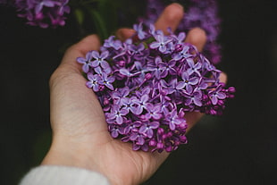 Lilac,  Flowers,  Hand HD wallpaper