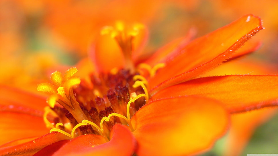 red and white petaled flower, nature, flowers, macro HD wallpaper