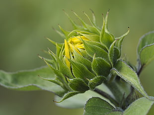 selective focus of flower bud photography