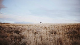 grass field, wheat, buffalo, sky HD wallpaper