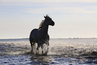silhouette of Horse in the sea during daytime