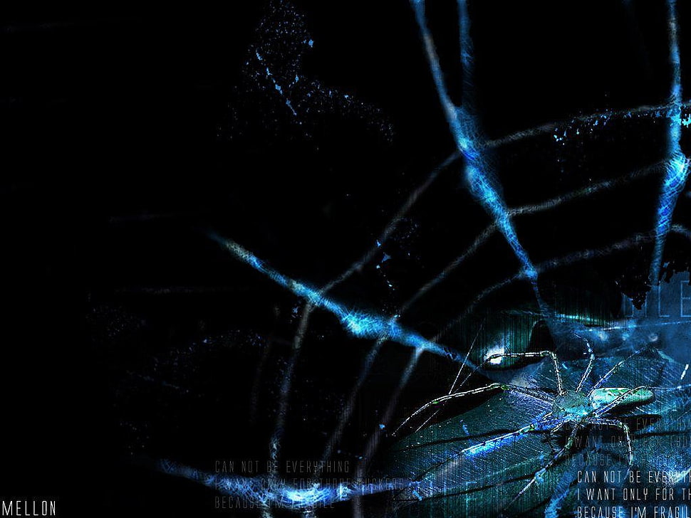 silver-colored chain necklace, spider, black, spiderwebs HD wallpaper