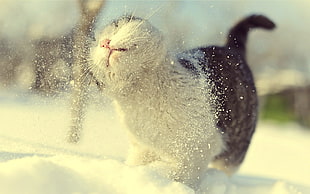 brown bi-color tabby cat playing in the snow