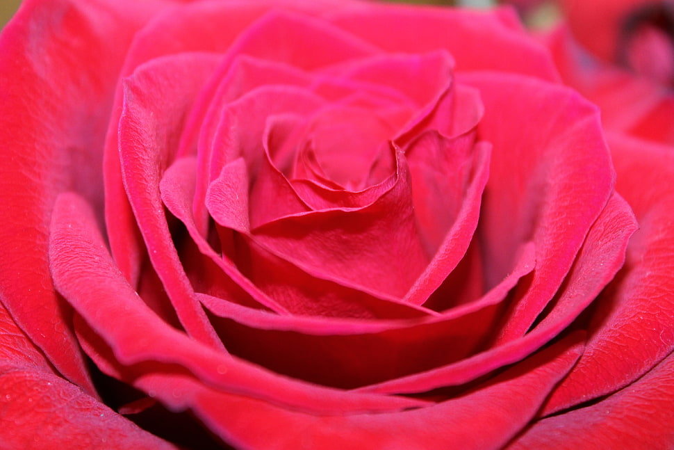 pink rose, Red rose, Bud, Petals HD wallpaper