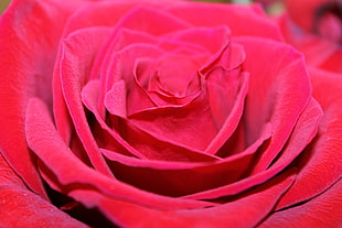 pink rose, Red rose, Bud, Petals