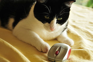 short-fur white and black cat prawn lying on yellow textile beside gray computer mouse