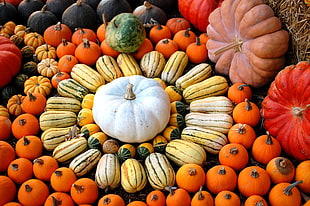 close up photo group of pumpkins HD wallpaper