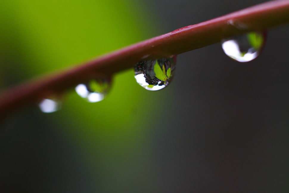 plant water focus shot HD wallpaper