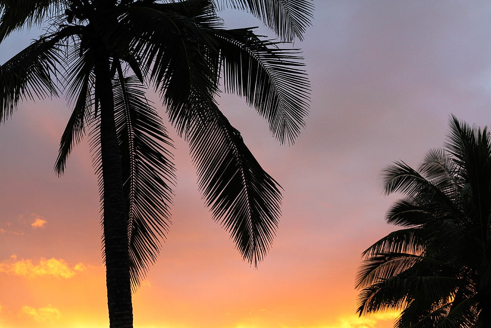 silhouette of coconut tree HD wallpaper