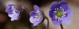 macro photography of three purple petaled flowers, hepatica