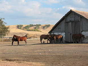 brown horses HD wallpaper