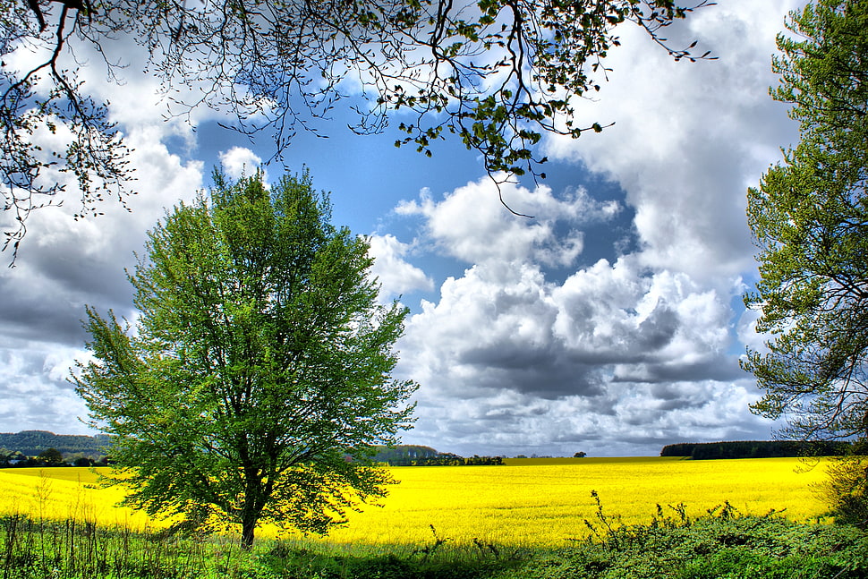 green leaf tree at field under cumulus clouds, rapeseed HD wallpaper