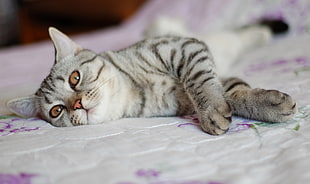 shallow focus photography of gray and black short coated cat lying on bed