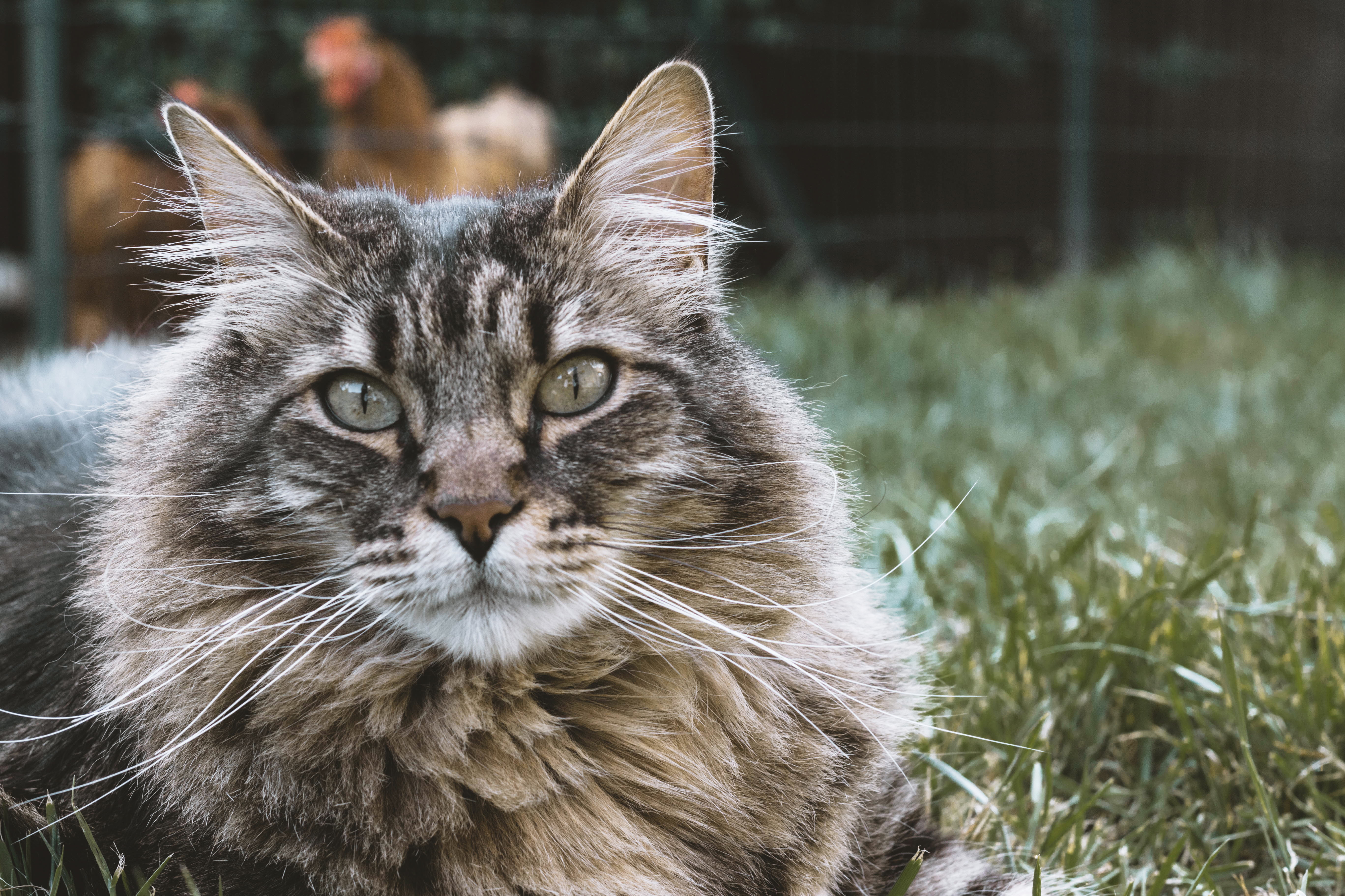 long haired tabby kittens