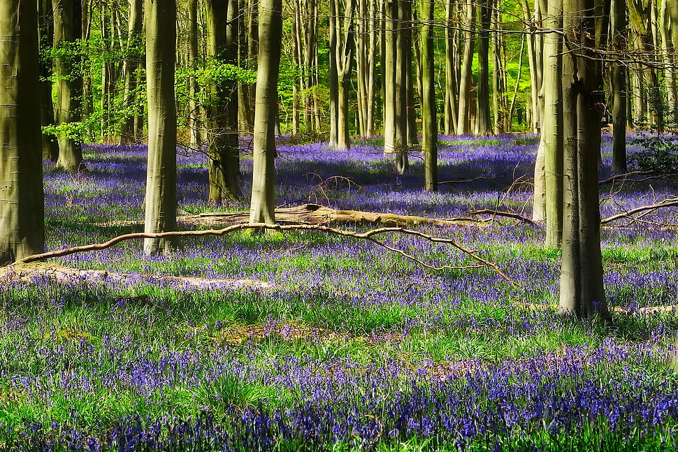 photo of forest during daytime HD wallpaper