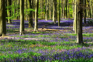 photo of forest during daytime