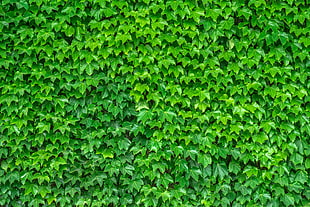 green leafy plant, Leaves, Green, Plant