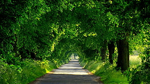 green leafed trees, trees