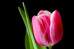 macro photography of pink Tulip flower HD wallpaper