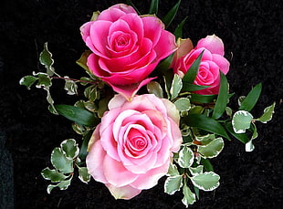 close photography of pink rose