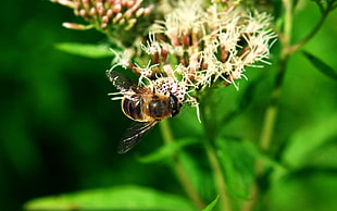 yellow and black honey bee on clustered flower bloom during daytime