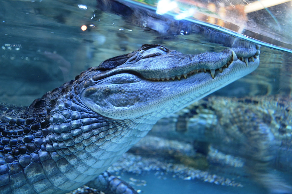 Crocodile screenshot HD wallpaper