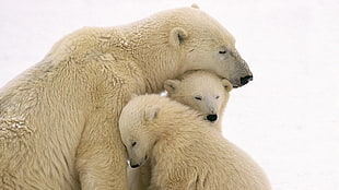 animal photography of Polar bear and two cubs