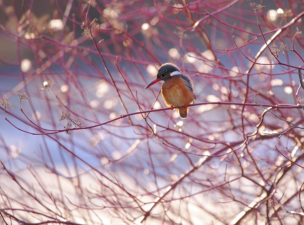 brown and black bird on trunks deco, kingfisher HD wallpaper