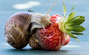snail on strawberry HD wallpaper