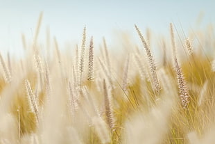 shallow focus photography of wheat field HD wallpaper