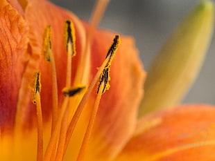 closeup photography of orange petaled flower