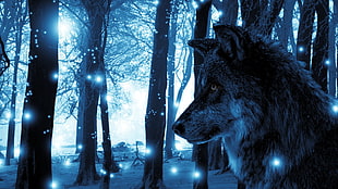gray wolf, fantasy art, wolf, lights, animals
