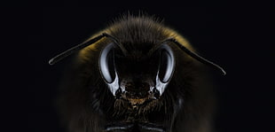 macro photo of a black and brown bumble bee HD wallpaper