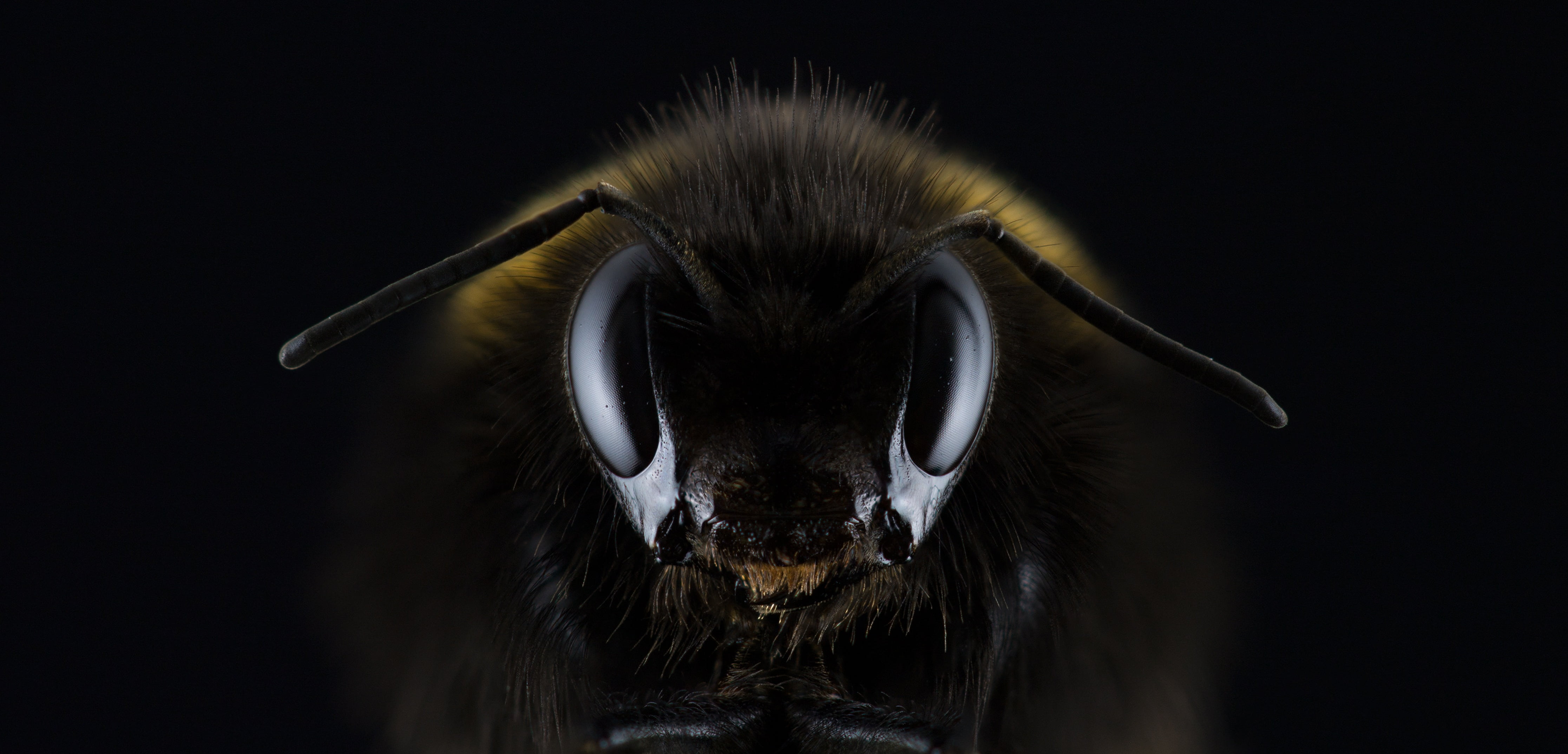 macro photo of a black and brown bumble bee