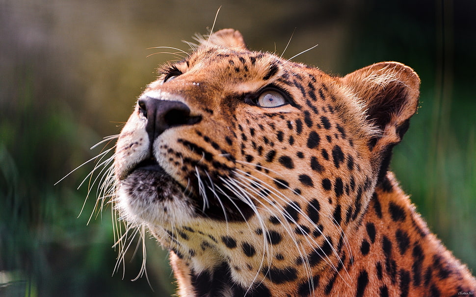 shallow focus photo of leopard HD wallpaper