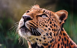 shallow focus photo of leopard