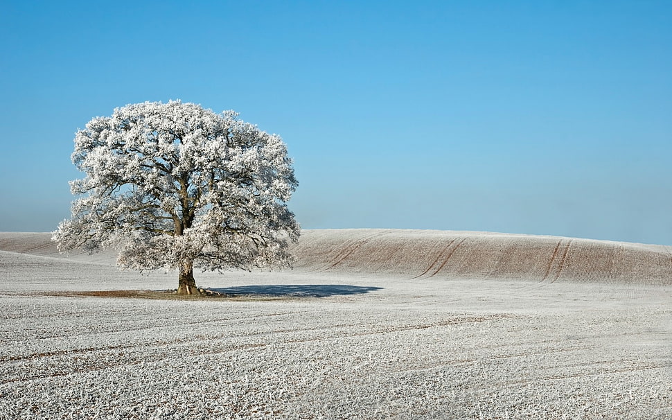 white leaf tree on open field HD wallpaper