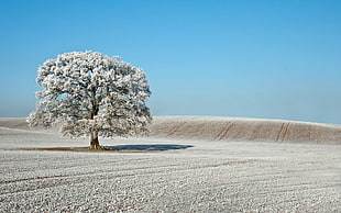 white leaf tree on open field HD wallpaper