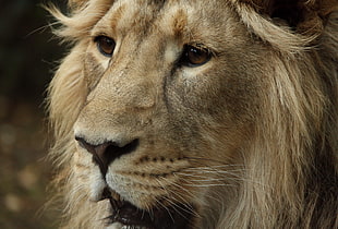 closeup photo of brown lion