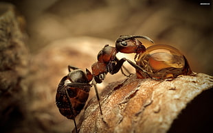 shallow focus photo of two brown ants HD wallpaper