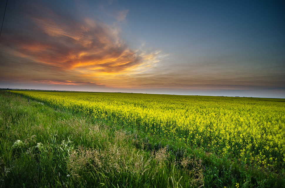 green field during sunset HD wallpaper