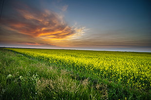 green field during sunset