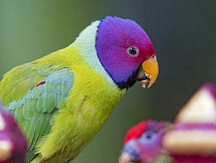 tilt shift photography of green, yellow and purple bird, plum-headed parakeet