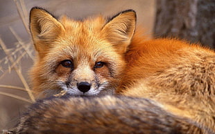 long-fur brown and black animal closeup photography HD wallpaper