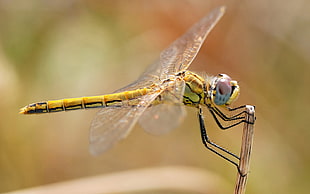 silver-colored chain necklace, dragonflies, insect HD wallpaper