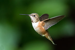 close-up photo hummingbird, rufous hummingbird