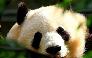 panda bear, panda, animals