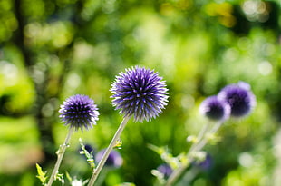 selective focus photography of  flower purple Globe Thistle flower HD wallpaper