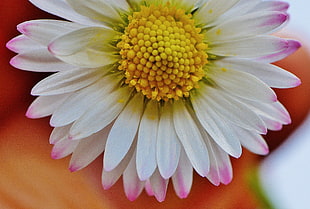 close up photo of white and purple daisy flower